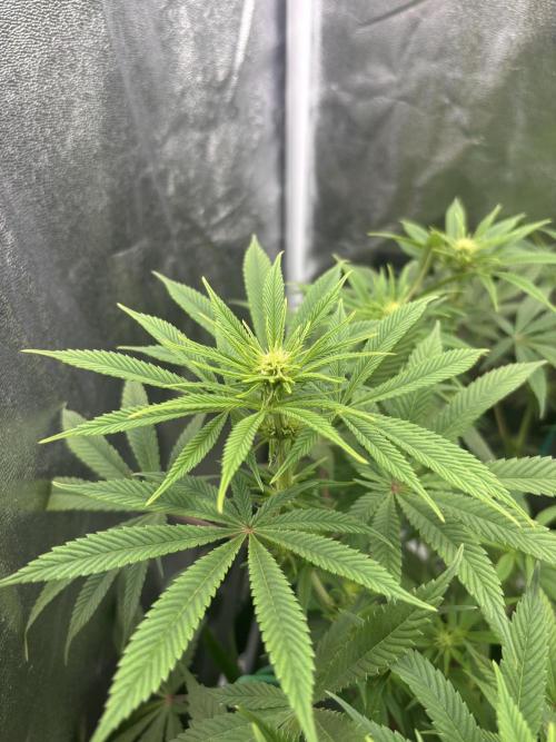 Soma Haze. Week 10