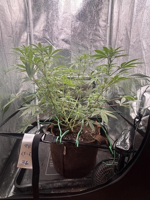 Soma Haze. Week 10