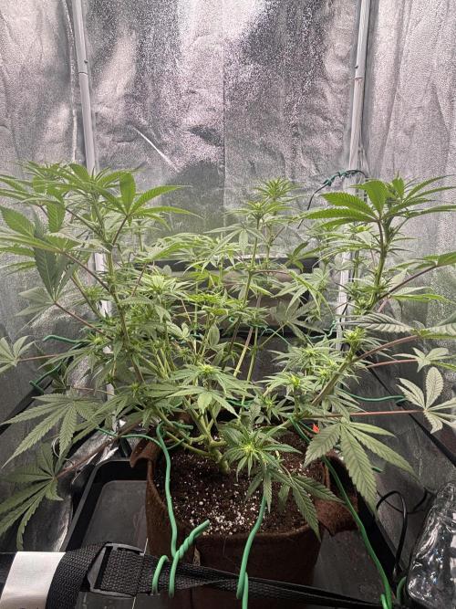 Amnesia Haze. Week 10