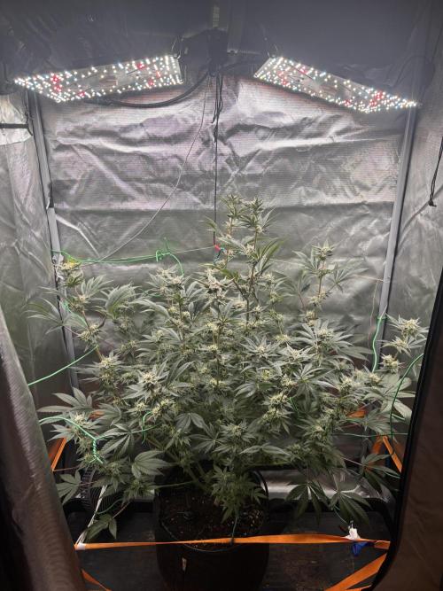 NYC Diesel von Soma Living Soil 50g/30L. Week 15