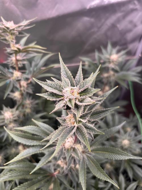 NYC Diesel von Soma Living Soil 50g/30L. Week 15