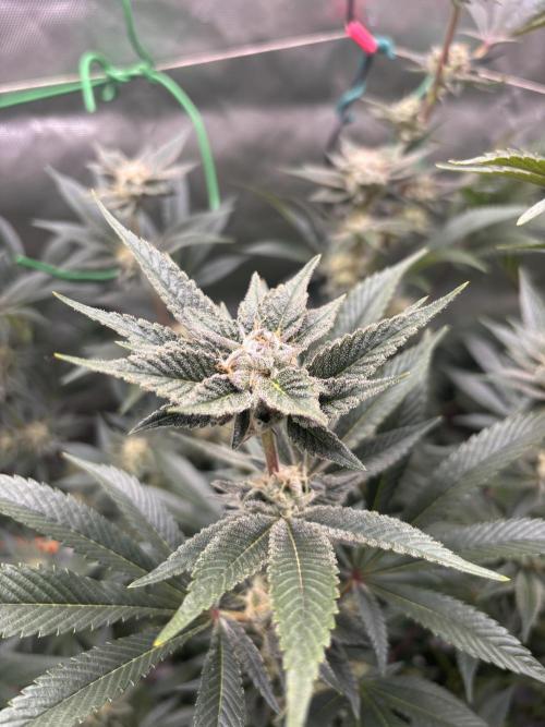 NYC Diesel von Soma Living Soil 50g/30L. Week 15