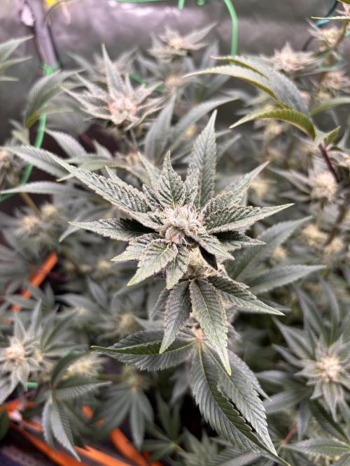NYC Diesel von Soma Living Soil 50g/30L. Week 15