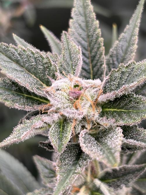 NYC Diesel von Soma Living Soil 50g/30L. Week 15