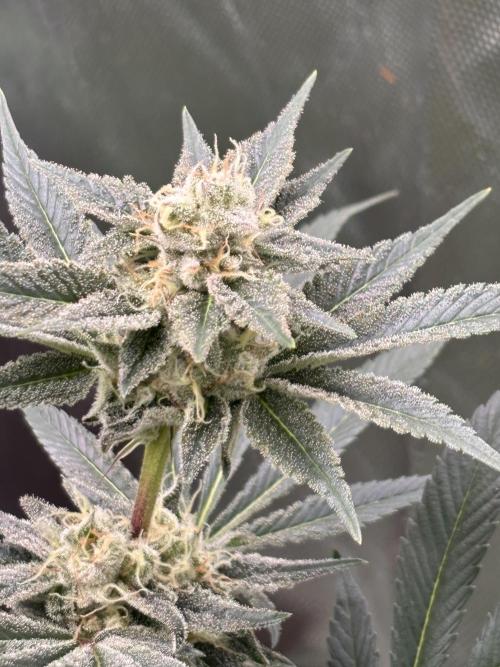 NYC Diesel von Soma Living Soil 50g/30L. Week 15