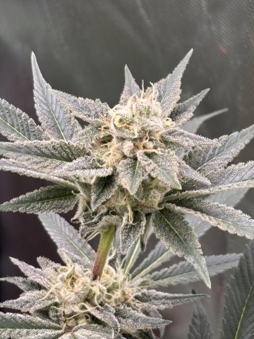 NYC Diesel von Soma Living Soil 50g/30L. Week 15