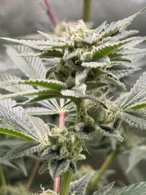 NYC Diesel von Soma Living Soil 50g/30L. Week 15