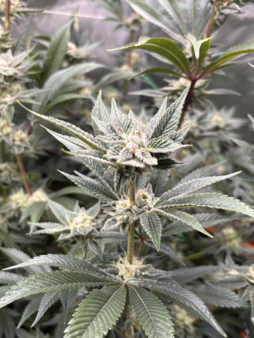 NYC Diesel von Soma Living Soil 50g/30L. Week 15