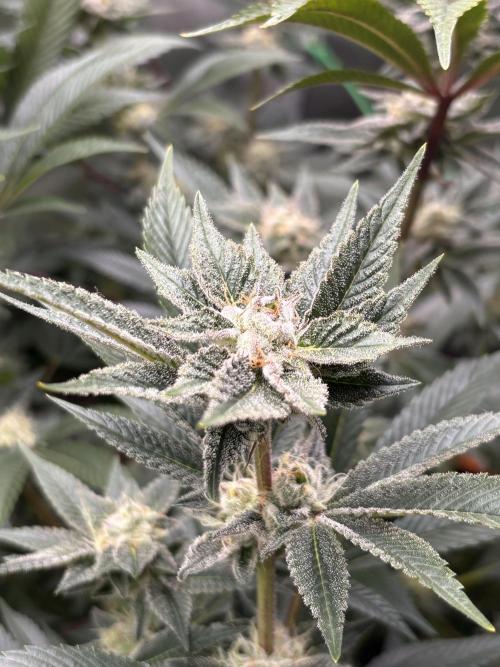 NYC Diesel von Soma Living Soil 50g/30L. Week 15