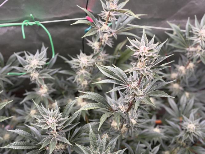 NYC Diesel von Soma Living Soil 50g/30L. Week 15