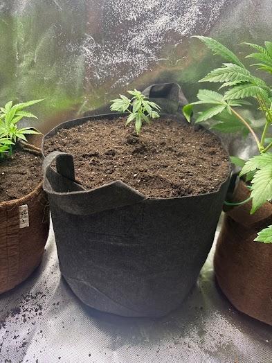 NYC Diesel . Week 15
