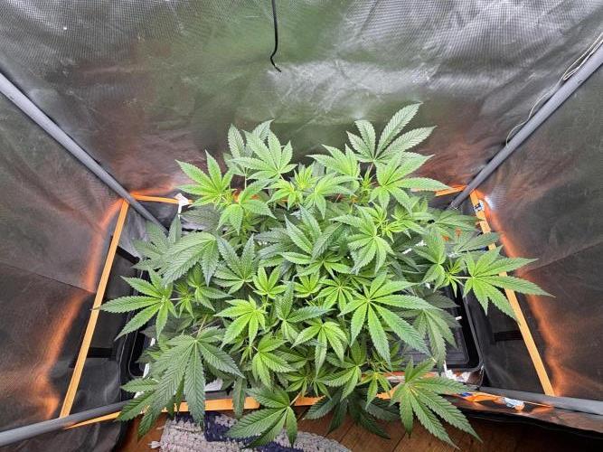 NYC Diesel von Soma Living Soil 50g/30L. Week 2