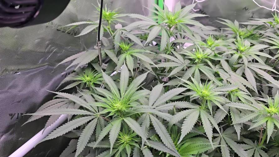 Gorilla Cookies/Orange Sherbet FF fun
