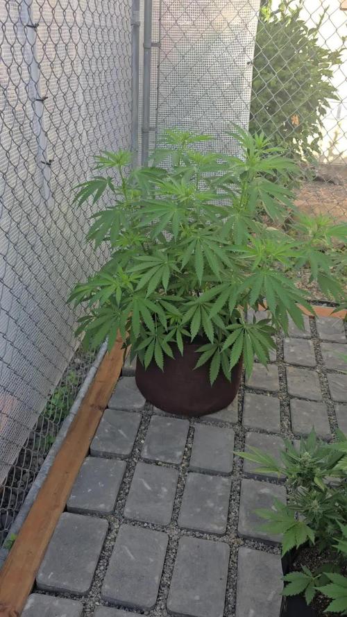 Gorilla Cookies Mutant