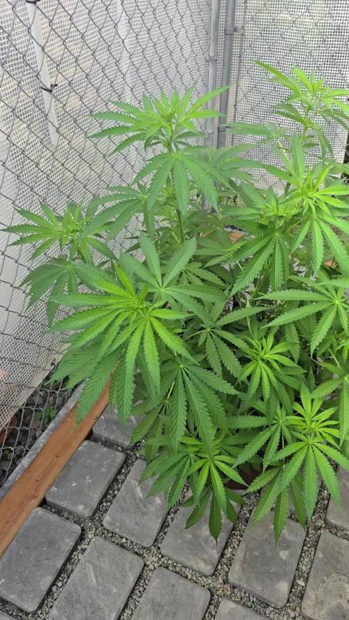 Gorilla Cookies Mutant