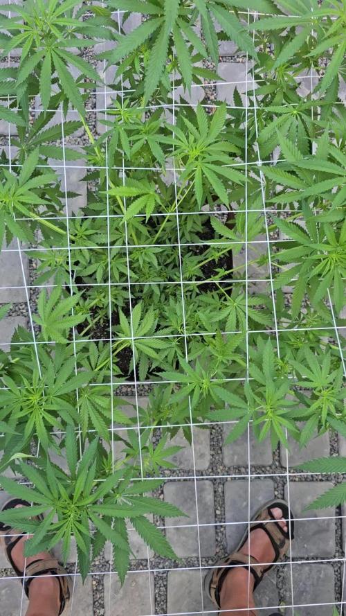 Gorilla Cookies Mutant