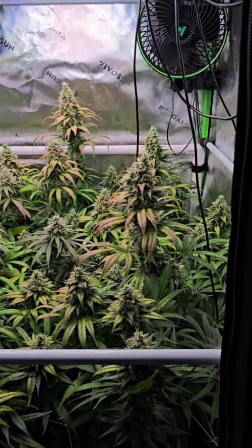 Gorilla Cookies/Orange Sherbet FF fun