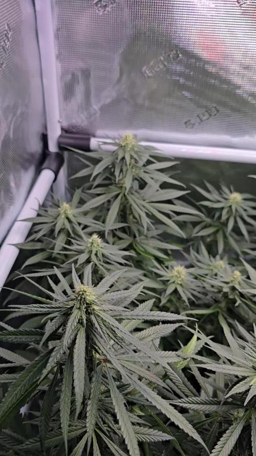 Orange Sherbert FF Clones