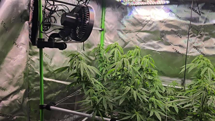 Gorilla Cookies Mutant