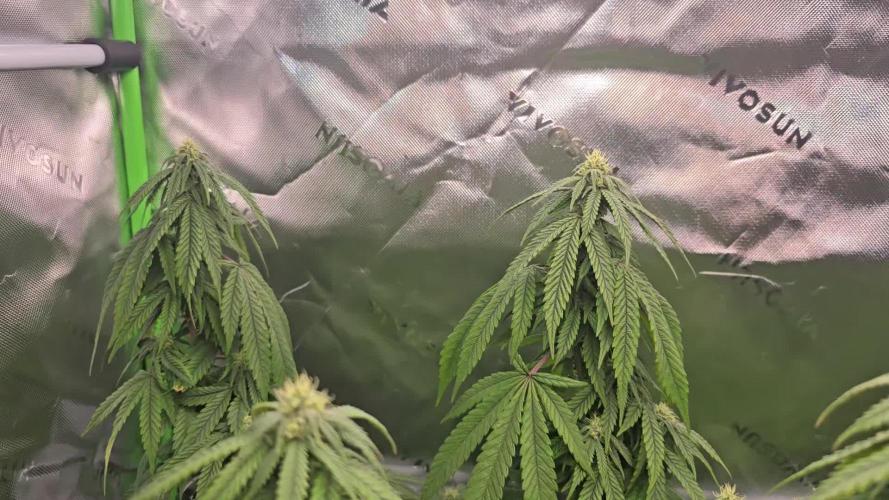 Gorilla Cookies Mutant