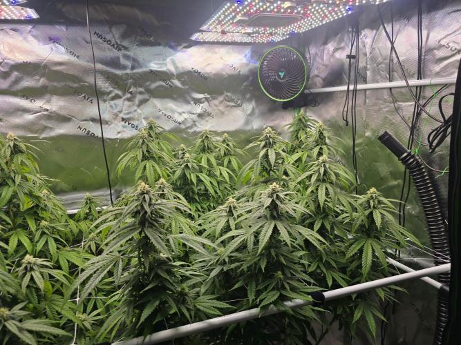 Gorilla Cookies Mutant. Week 20