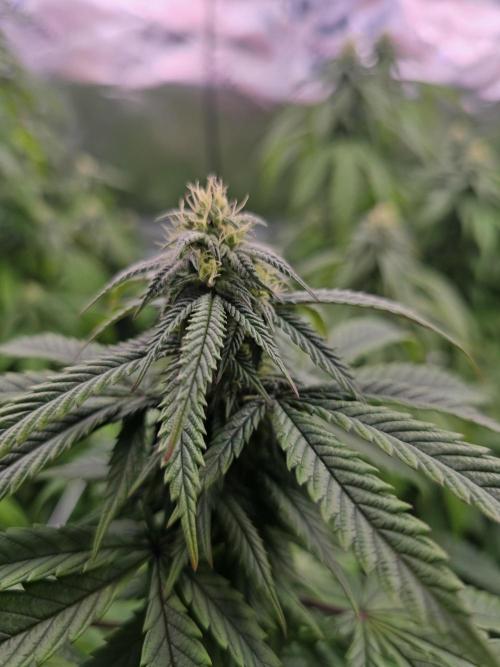 Gorilla Cookies Mutant. Week 20