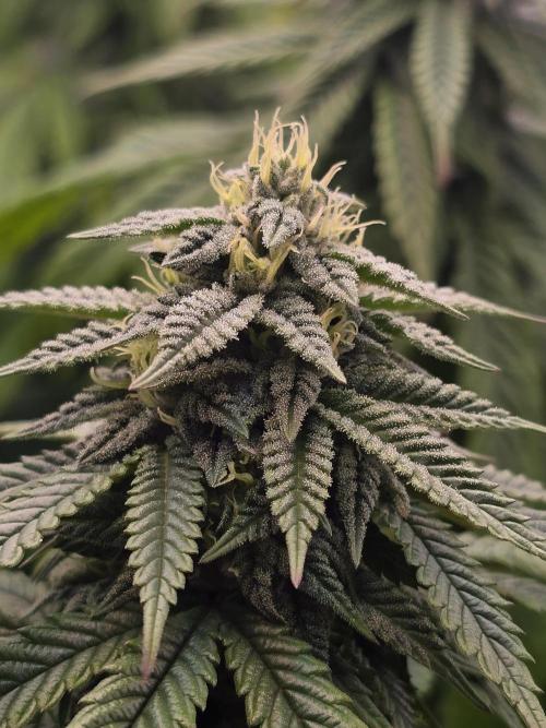 Gorilla Cookies Mutant. Week 21