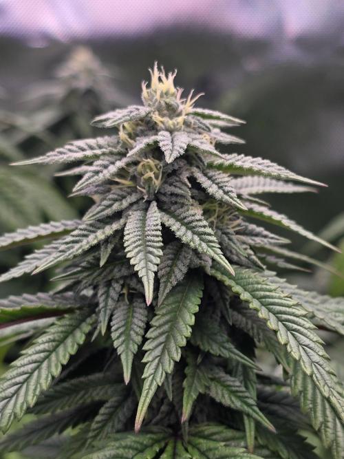 Gorilla Cookies Mutant. Week 21