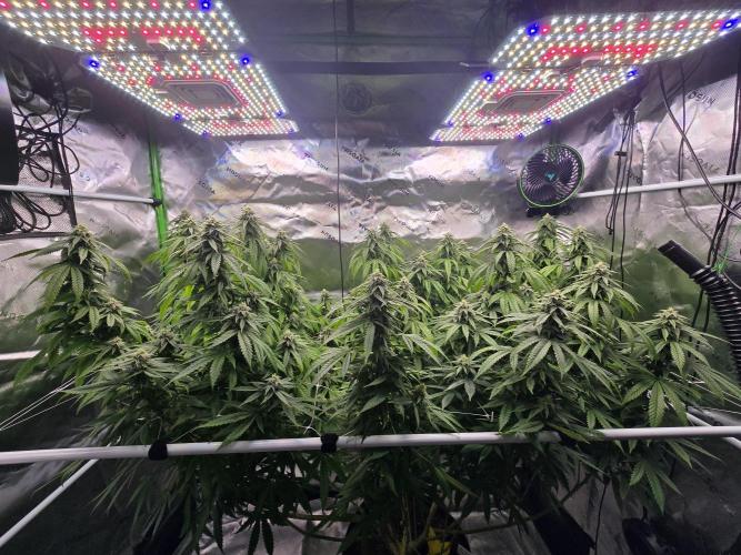 Gorilla Cookies Mutant. Week 21