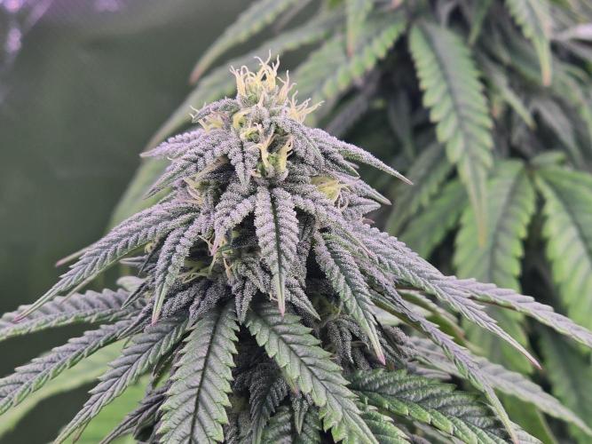 Gorilla Cookies Mutant. Week 21