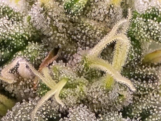 Gorilla Cookies Mutant. Week 21