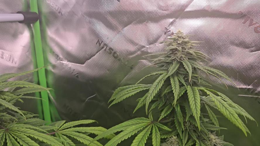 Gorilla Cookies Mutant