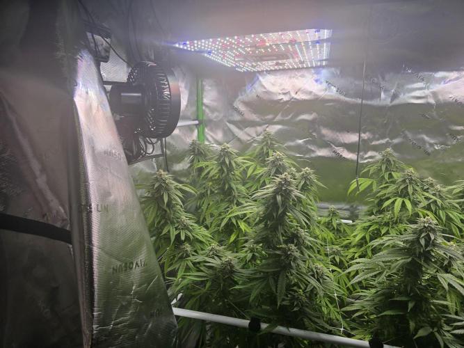 Gorilla Cookies Mutant. Week 22