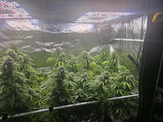 Gorilla Cookies Mutant. Week 22