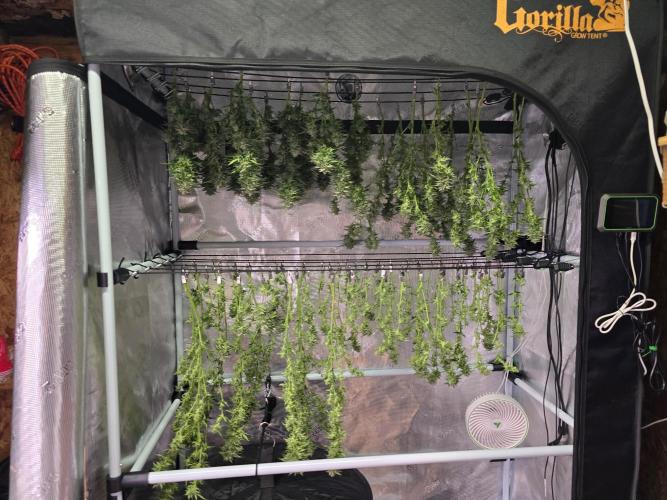 Gorilla Cookies Mutant. Week 23