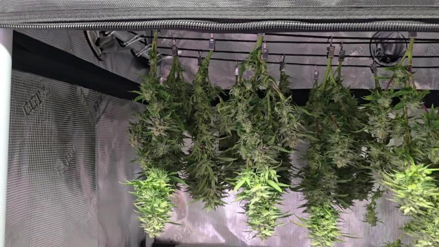 Gorilla Cookies Mutant