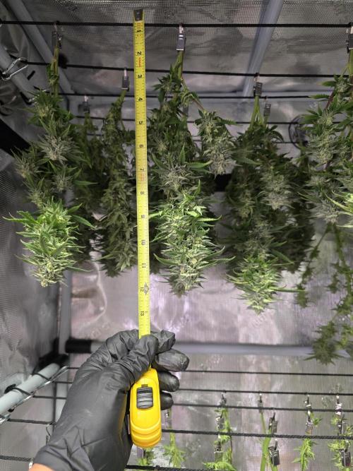 Gorilla Cookies Mutant. Week 23