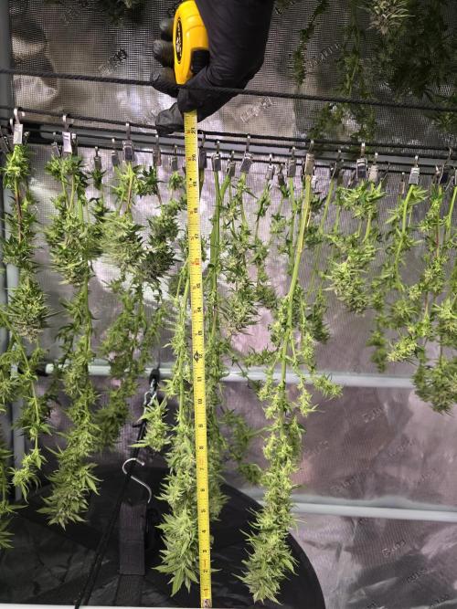 Gorilla Cookies Mutant. Week 23