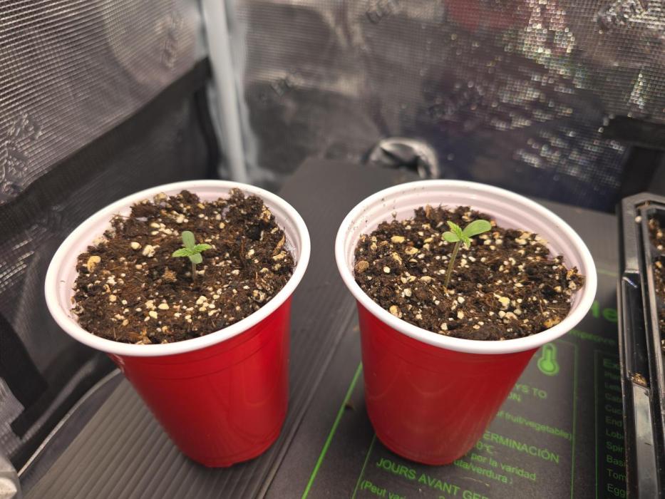 Black Sugar 2.0 I/O. Week 0