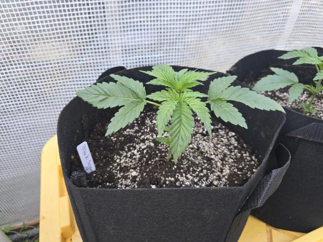Black Sugar 2.0 I/O. Week 2
