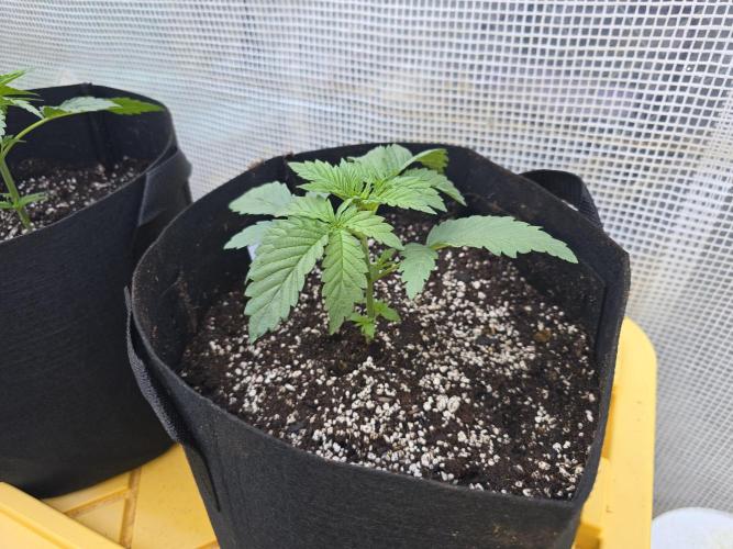 Black Sugar 2.0 I/O. Week 2