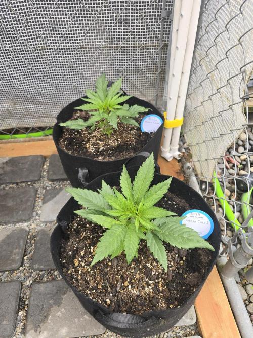 Greenhouse Autos. Week 2