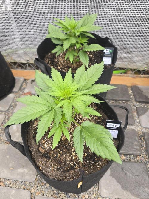 Greenhouse Autos. Week 2