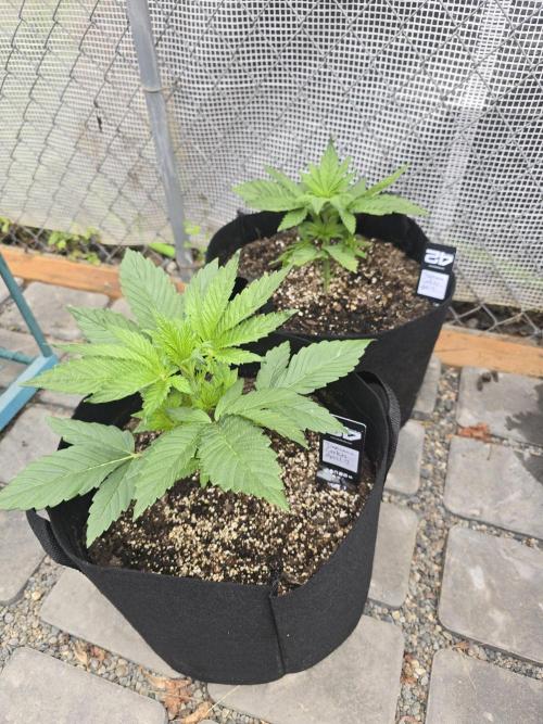 Greenhouse Autos. Week 2