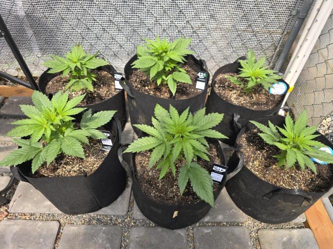 Greenhouse Autos. Week 2