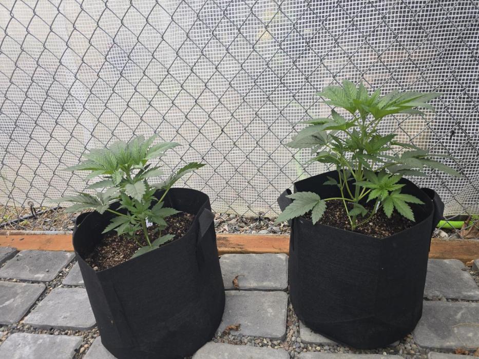 Black Sugar 2.0 I/O. Week 3
