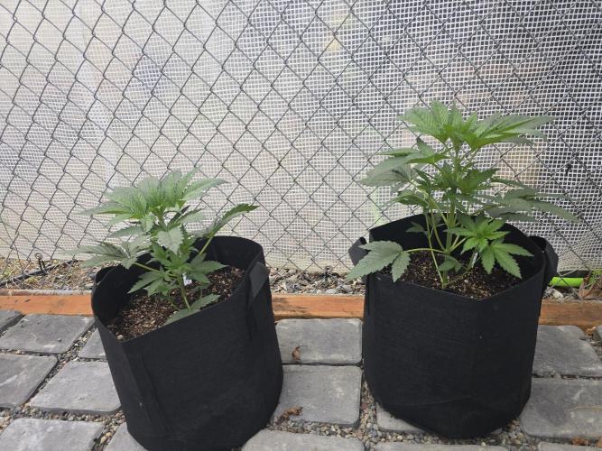 Black Sugar. Week 3