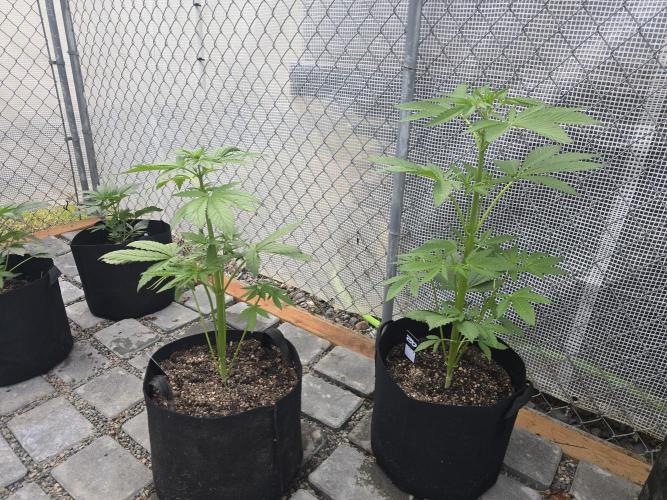 Greenhouse Autos. Week 3