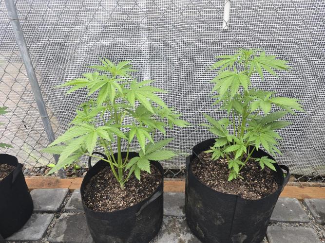 Greenhouse Autos. Week 3