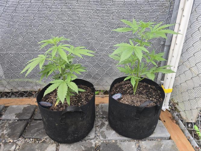 Greenhouse Autos. Week 3